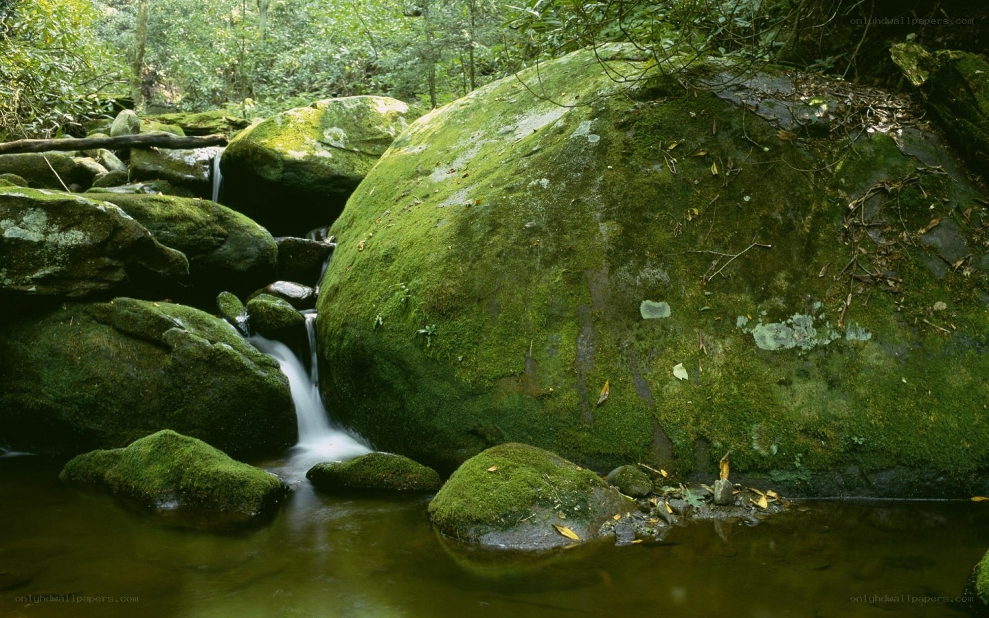 Moss-covered rocks in forest stream