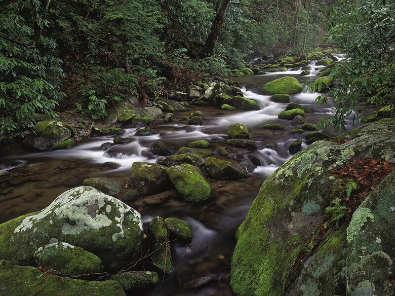 Moss-covered rocks in forest stream