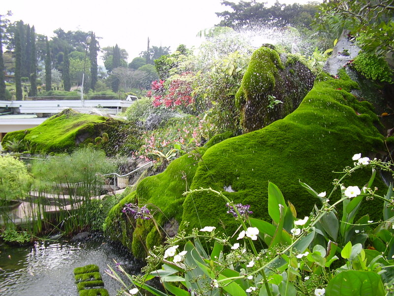 Moss-covered Rocks in Garden