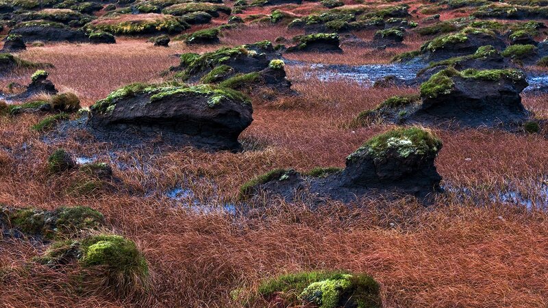 Moss-covered Rocks in Marsh