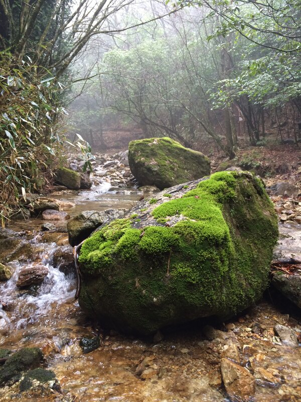Moss-covered Rocks in Stream — Green, Misty, Morning