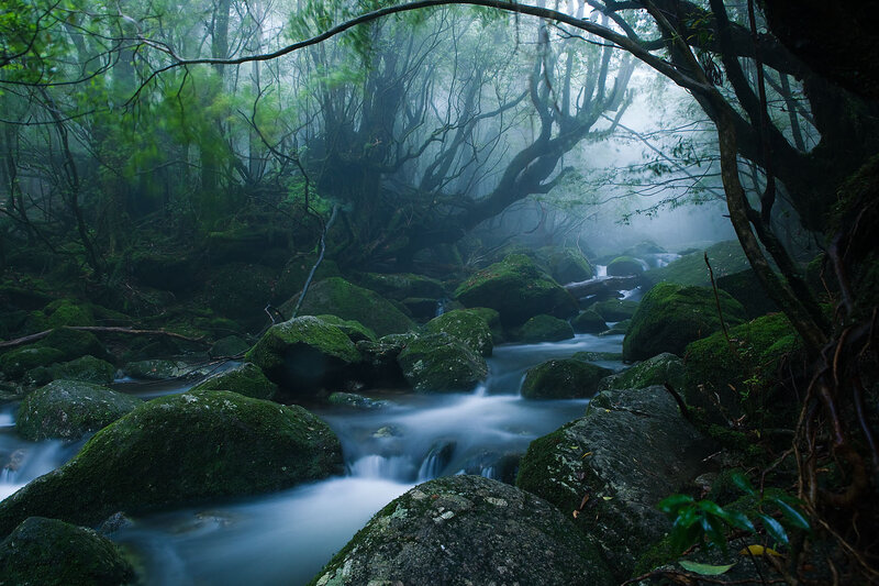 Moss-covered Rocks in Stream — Green, Misty