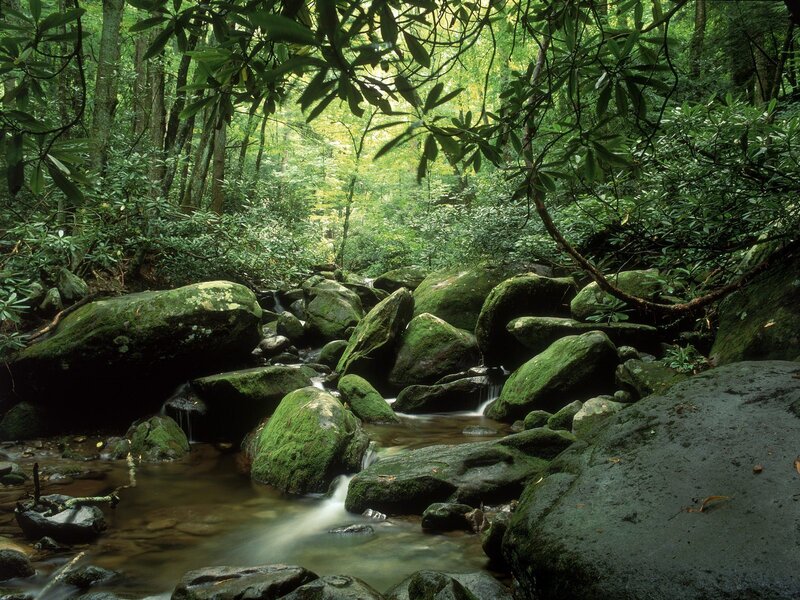 Moss-covered Rocks in Stream — Green, Serene, Afternoon, Photograph, Forest, Trees, Brown