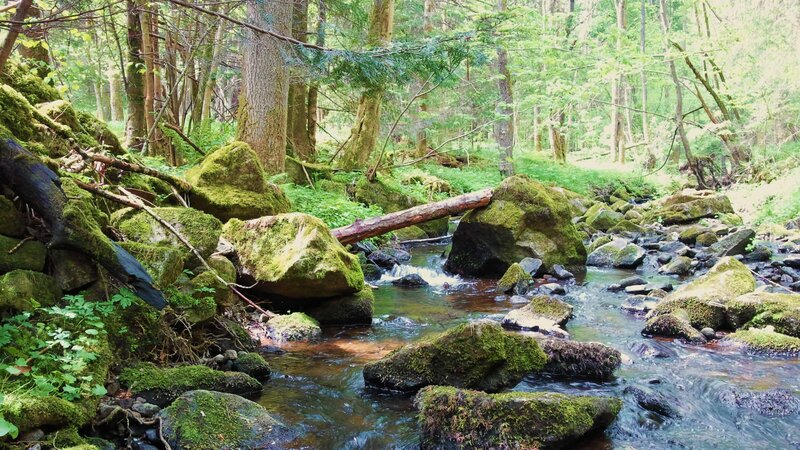 Moss-covered Rocks in Stream — Green, Serene, Afternoon, Photograph, Forest, Trees, Log