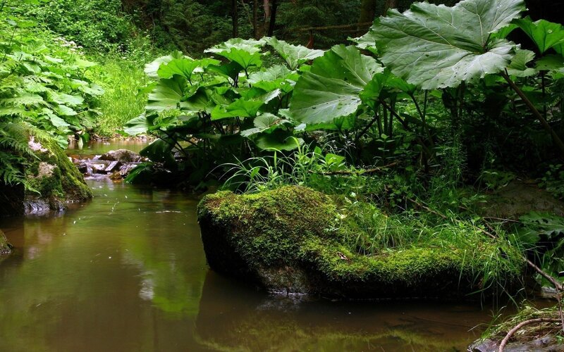 Moss-covered Rocks in Stream — Green, Serene, Afternoon, Photograph, Plants, Brown