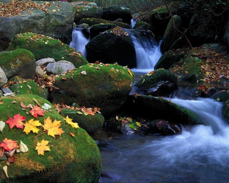 Moss-covered Rocks in Stream — Green, Serene, Autumn, Photograph, Fallen Leaves, Moss