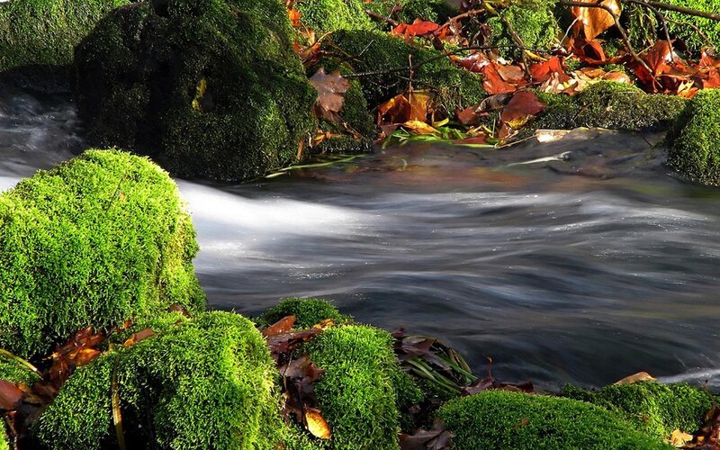 Moss-covered Rocks in Stream — Green, Serene, Autumn, Photograph, Leaves