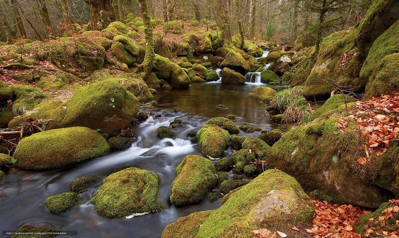 Moss-covered Rocks in Stream — Green, Serene, Autumn, Photograph, Trees, Fallen Leaves