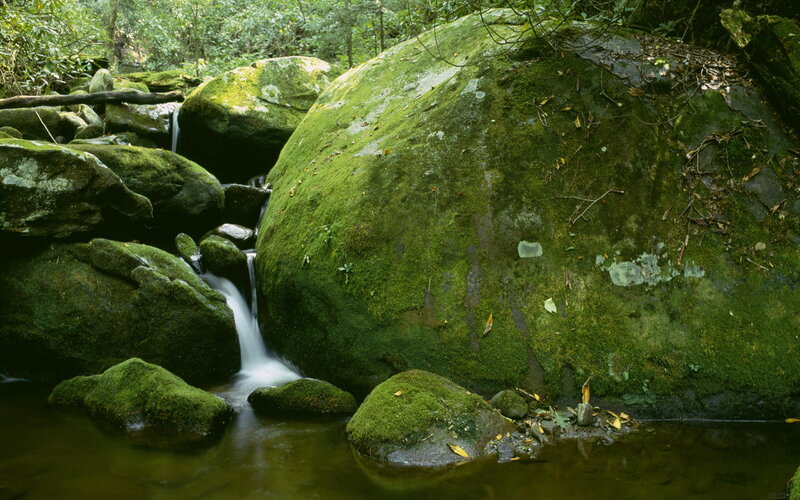 Moss-covered Rocks in Stream — Green, Serene, Morning, Photograph, Forest, Moss, Brown