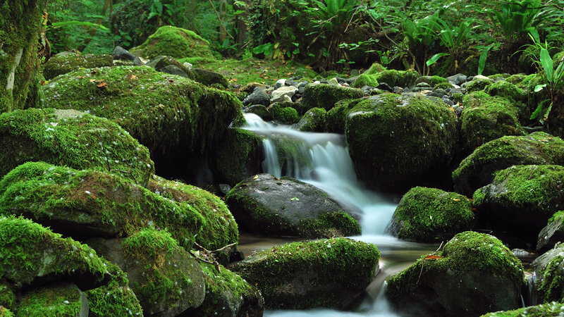 Moss-covered Rocks in Stream — Green, Serene, Morning, Photograph, Forest, Moss, Brown, White