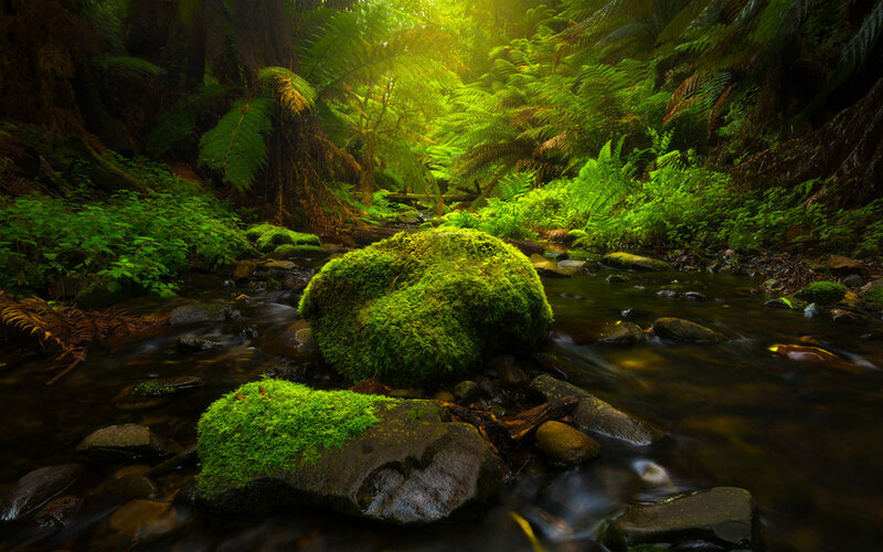 Moss-covered Rocks in Stream — Green, Serene, Morning, Photograph, Forest, Moss, Fern