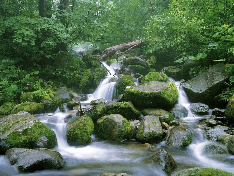 Moss-covered Rocks in Stream — Green, Serene, Morning, Photograph, Forest, Moss, Gray