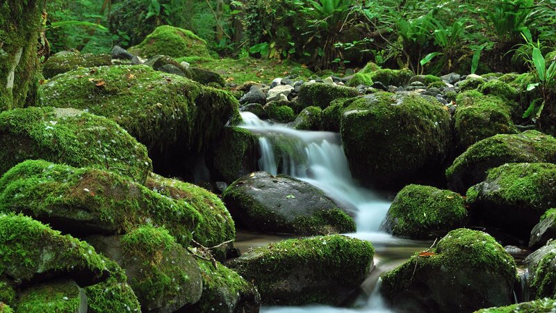 Moss-covered Rocks in Stream — Green, Serene, Morning, Photograph, Forest, Plants, Brown