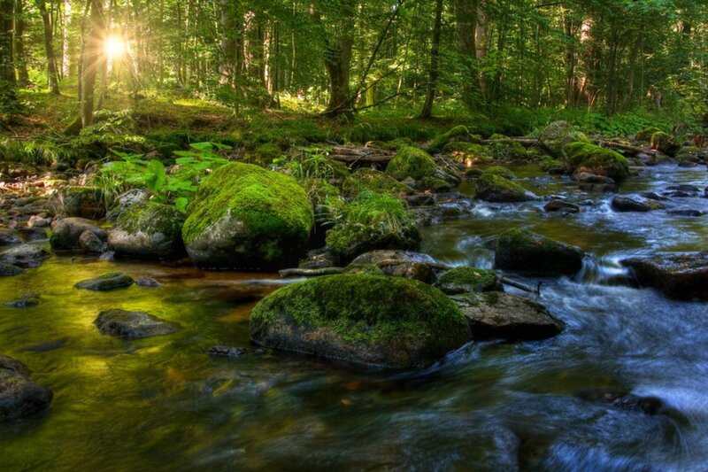 Moss-covered Rocks in Stream — Green, Serene, Morning, Photograph, Forest, Sunlight, River