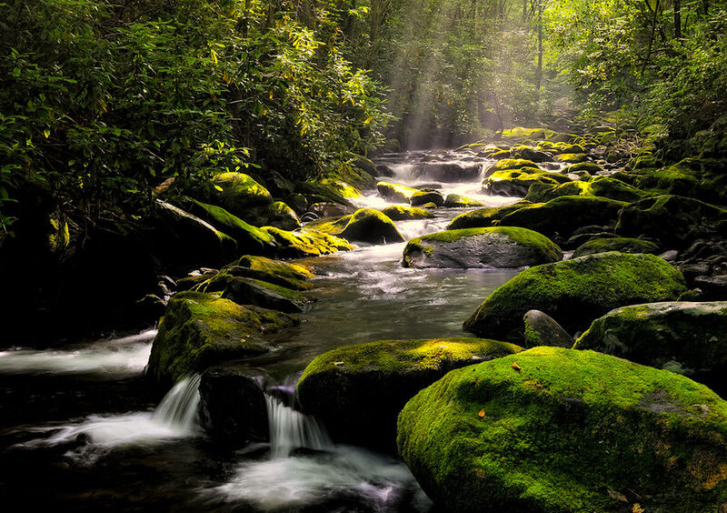 Moss-covered Rocks in Stream — Green, Serene, Morning, Photograph, Forest, Sunlight