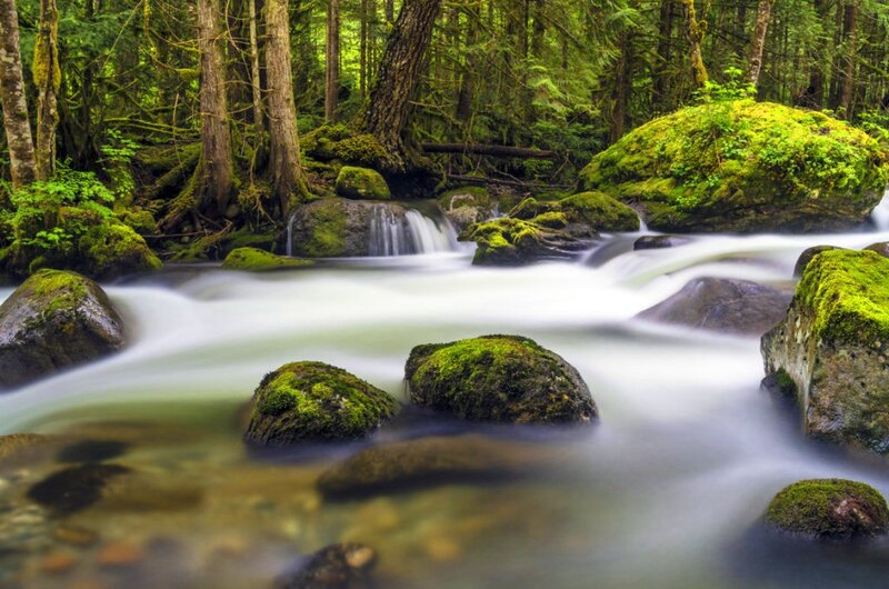 Moss-covered Rocks in Stream — Green, Serene, Morning, Photograph, Forest, Trees