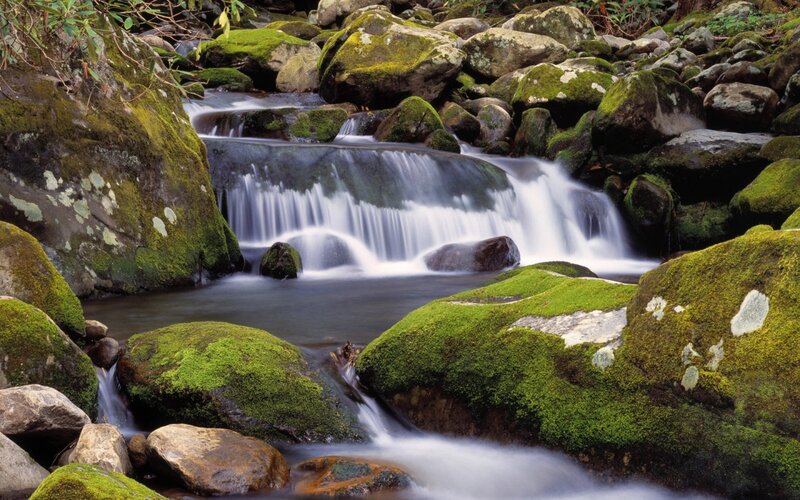 Moss-covered Rocks in Stream — Green, Serene, Morning, Photograph, Moss, Trees, Brown