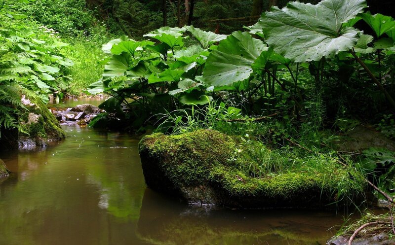 Moss-covered Rocks in Stream — Green, Serene, Morning, Photograph, Plants, Forest