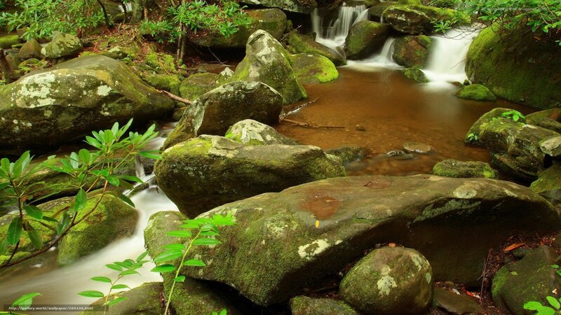 Moss-covered Rocks in Stream — Green, Serene, Morning, Photograph, Plants