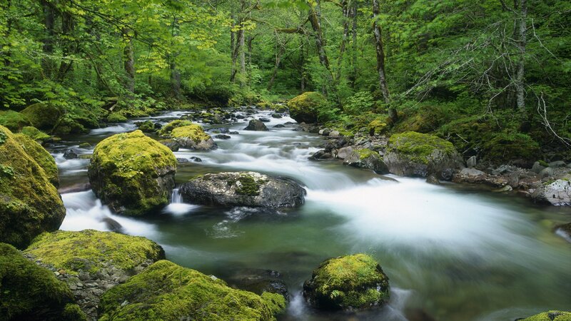 Moss-covered Rocks in Stream — Green, Serene, Morning, Photograph, River, Trees