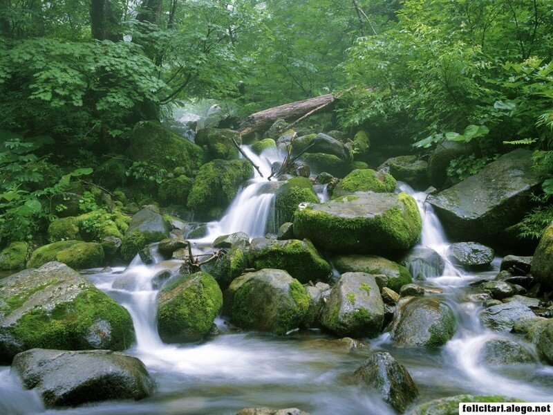 Moss-covered Rocks in Stream — Green, Serene, Morning, Photograph, Trees, Brown