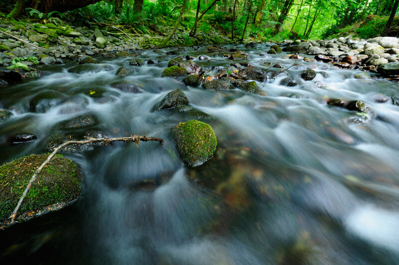 Moss-covered Rocks in Stream — Green, Serene, Morning, Photograph, Trees, Moss