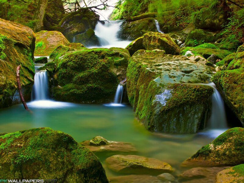 Moss-covered Rocks in Stream — Green, Serene, Morning, Photograph, Trees