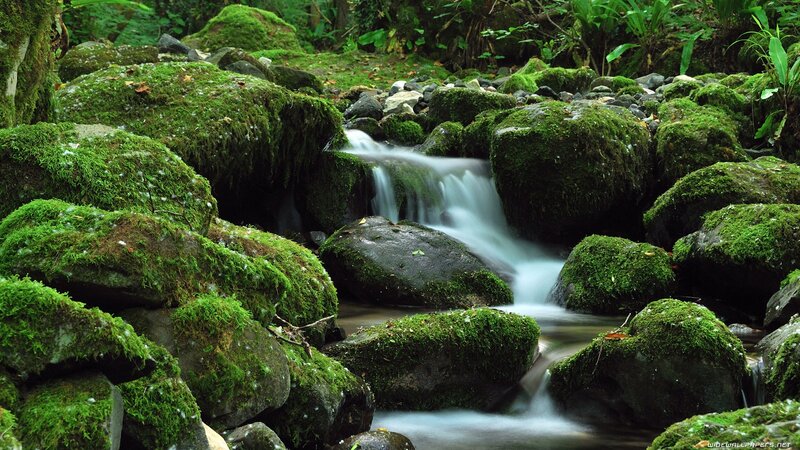 Moss-covered Rocks in Stream — Green, Serene, Photograph, Forest, Moss, Brown, White