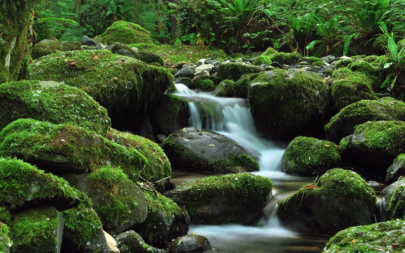 Moss-covered Rocks in Stream — Green, Serene, Photograph, Forest