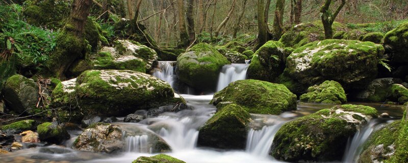 Moss-covered Rocks in Stream — Green, Serene, Photograph, Trees, Brown