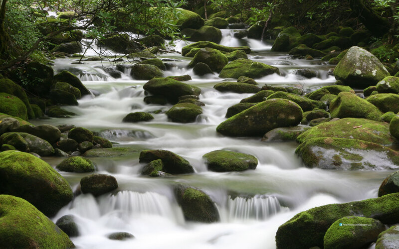 Moss-covered Rocks in Stream — Green, Serene, Photograph, Trees, Moss