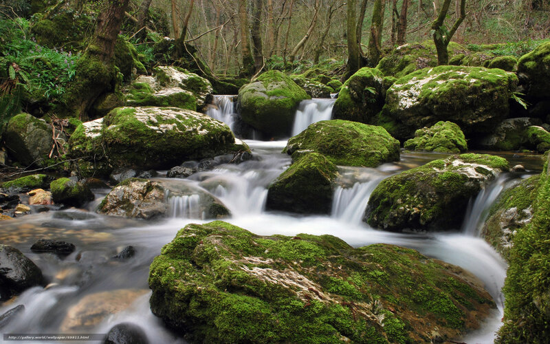 Moss-covered Rocks in Stream — Green, Serene, Photograph, Trees