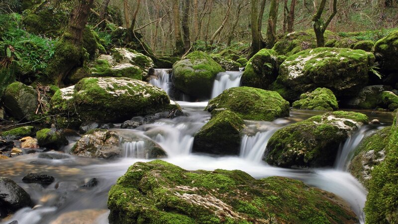 Moss-covered Rocks in Stream — Green