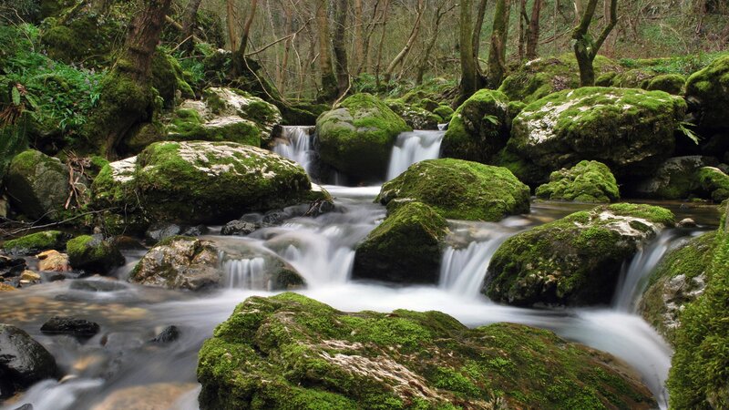 Moss-covered Rocks in Stream — Moss