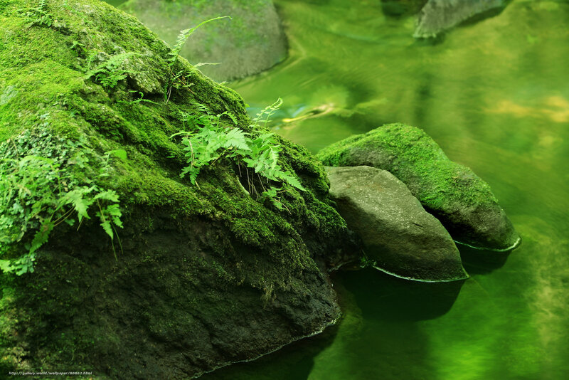 Moss-covered rocks in stream