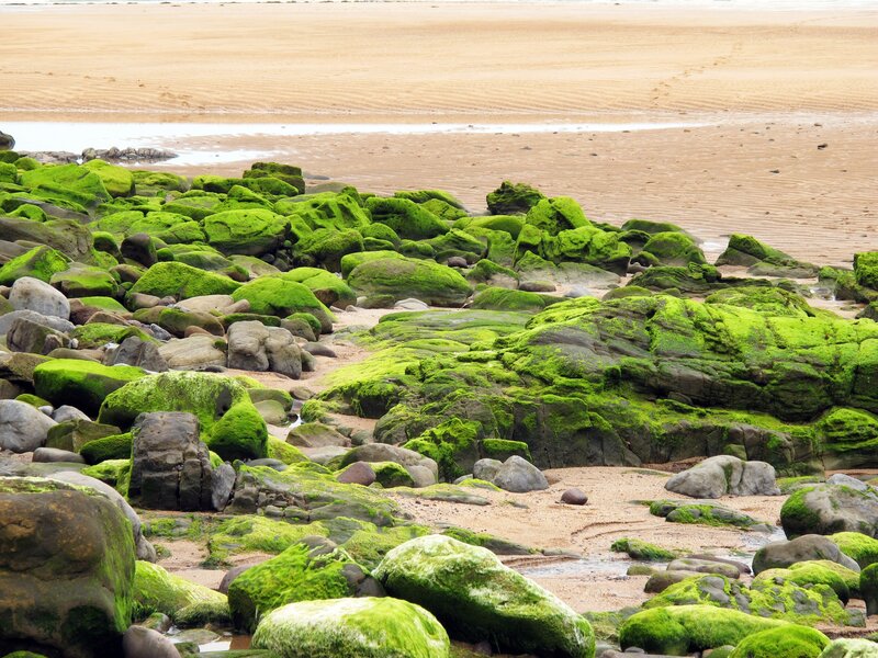Moss-covered rocks on a sandy beach