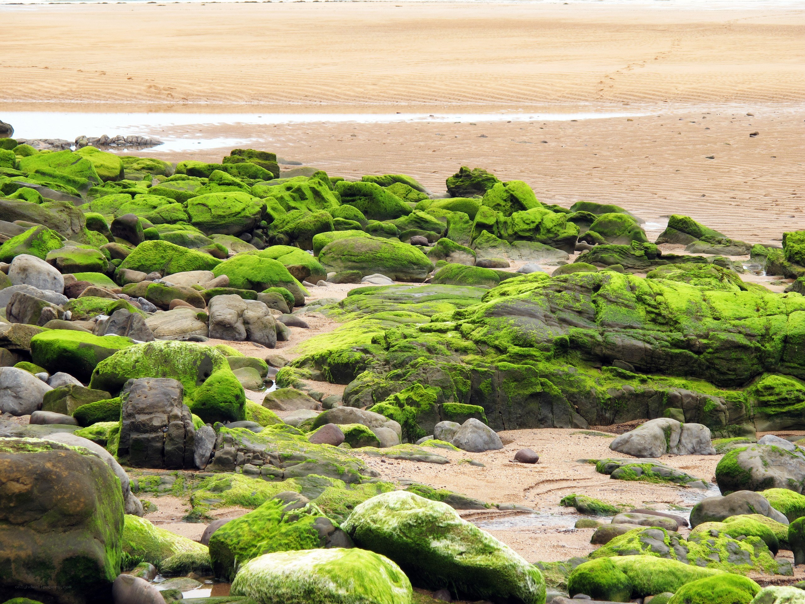 Moss-covered rocks on a sandy beach