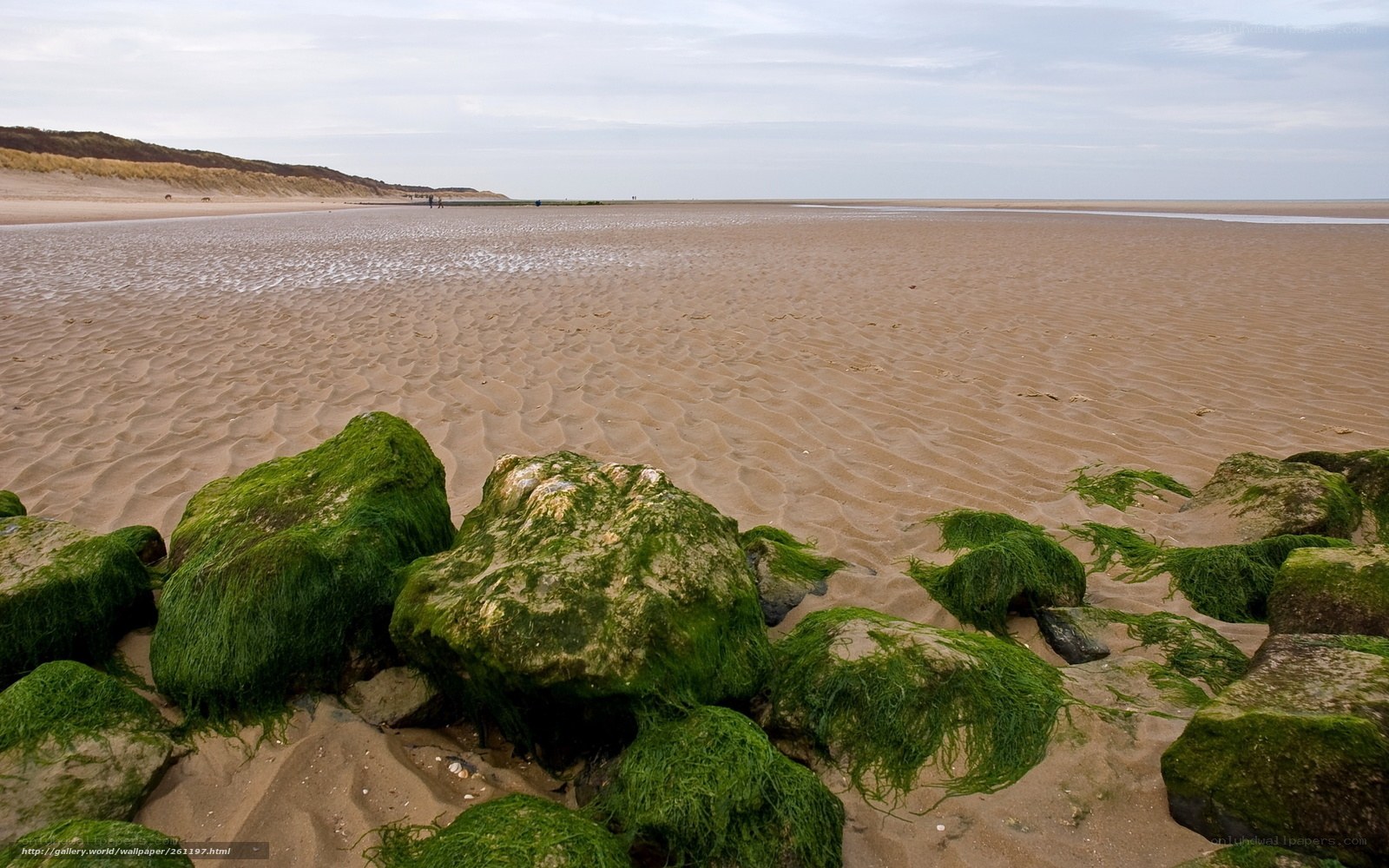 Moss-covered rocks on a sandy beach