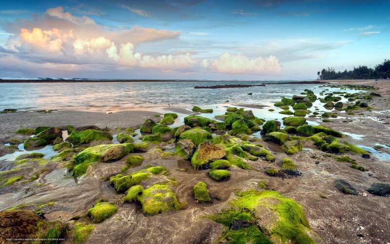 Moss-covered rocks on beach