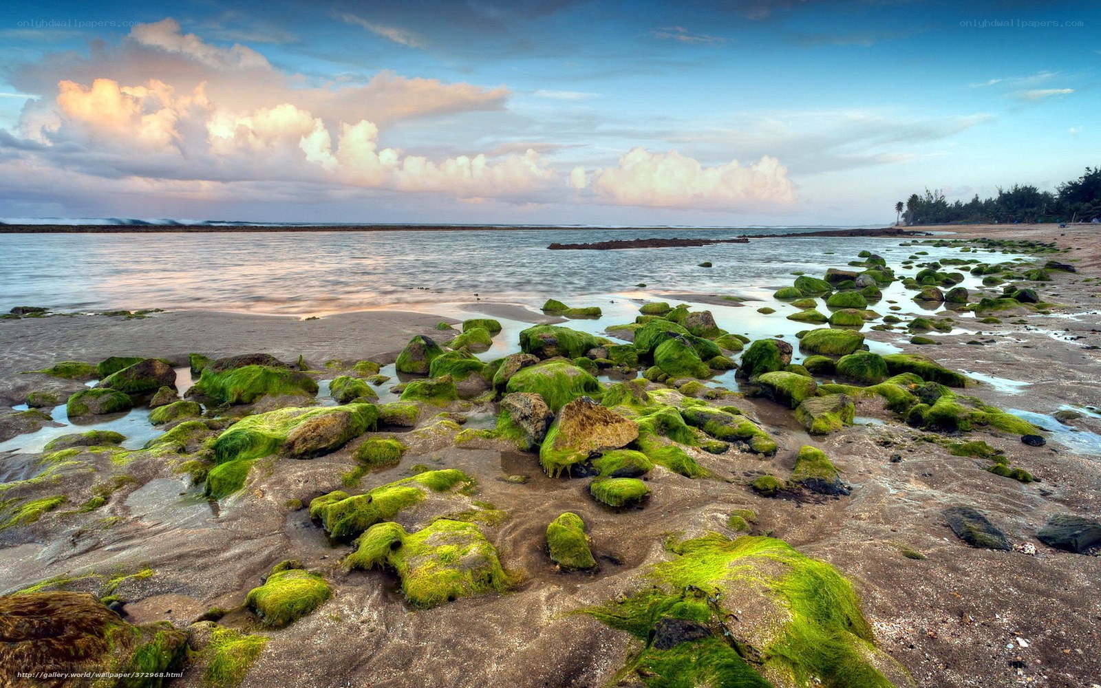Moss-covered rocks on beach