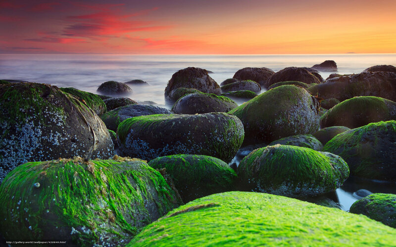 Moss-covered Rocks on Shore — Green, Serene