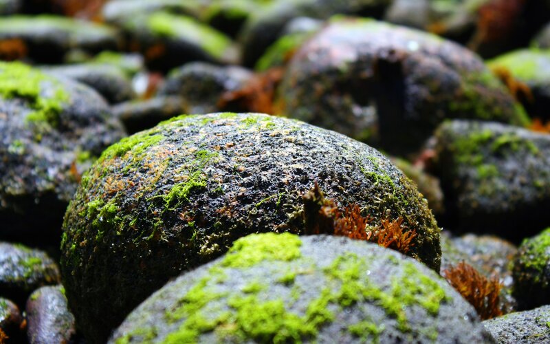 Moss-covered Rocks