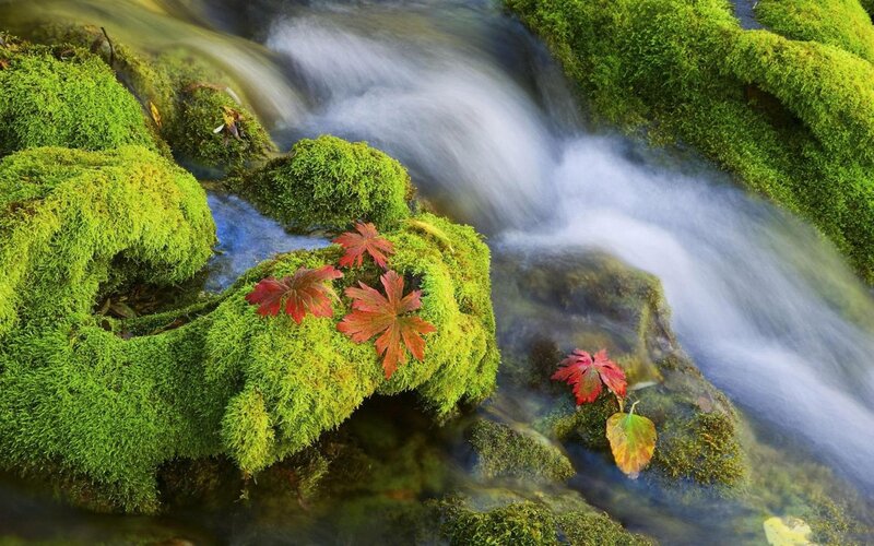 Moss-covered Rocks with Leaves