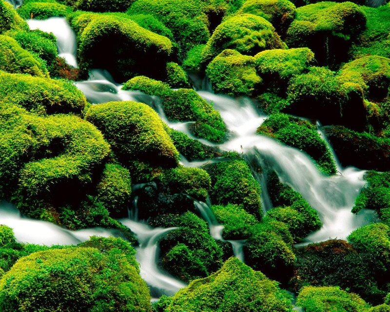 Moss-covered Rocks with Stream — Green