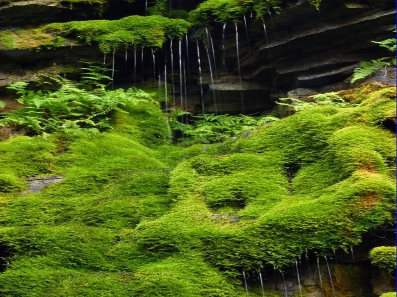 Moss-covered Rocks with Waterfall — Green, Serene