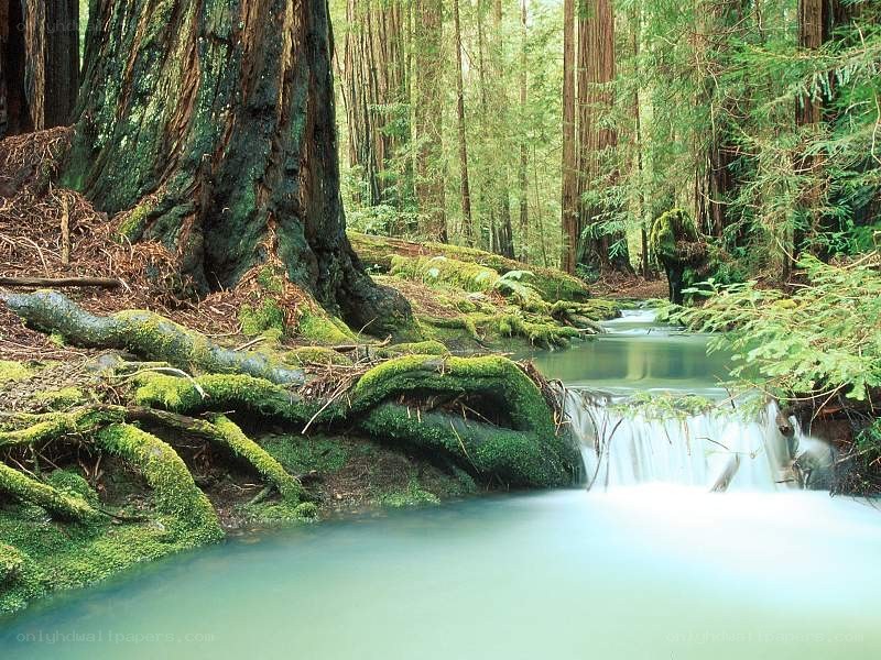 Moss-covered roots by forest stream