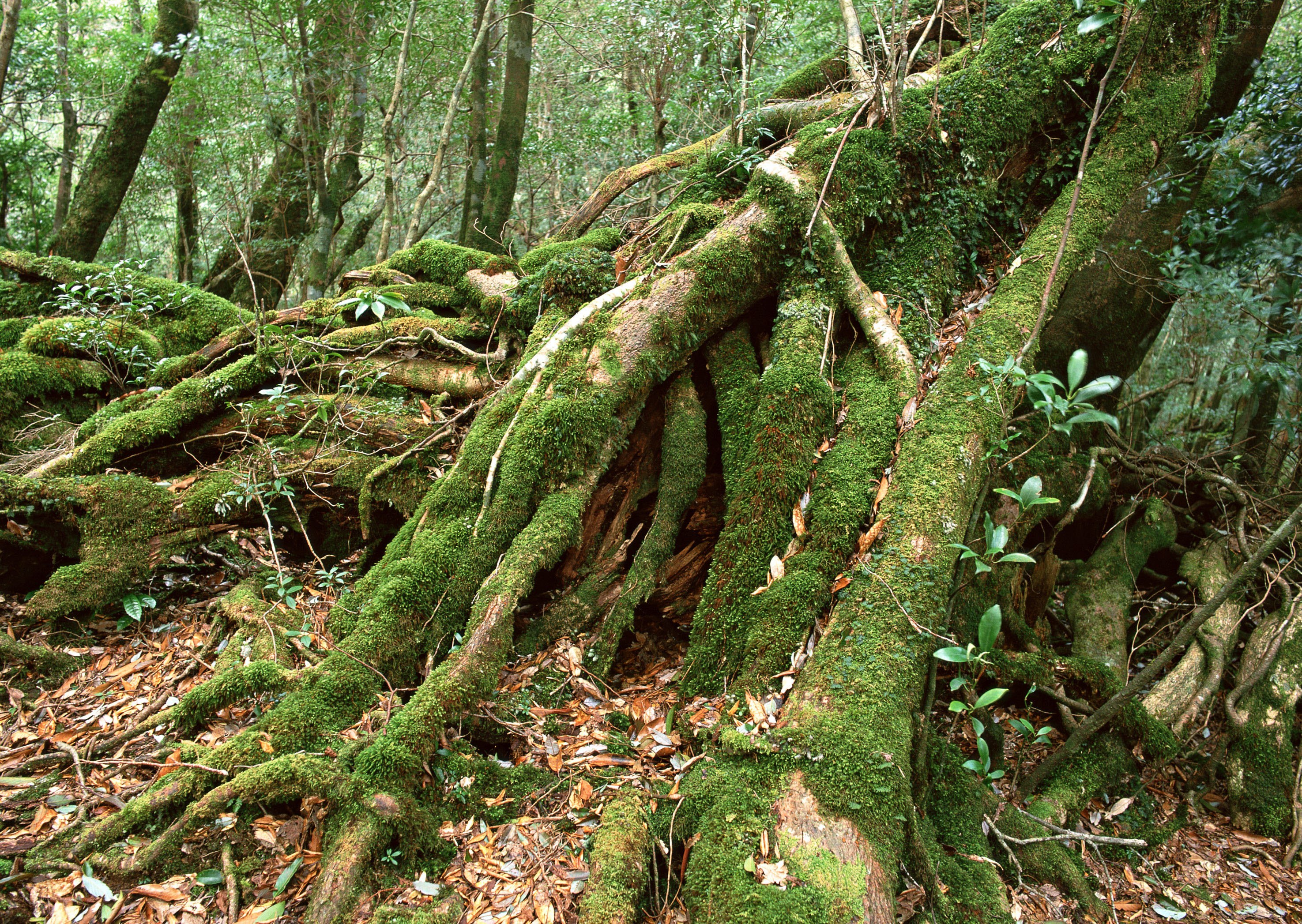 Moss-covered roots in a forest