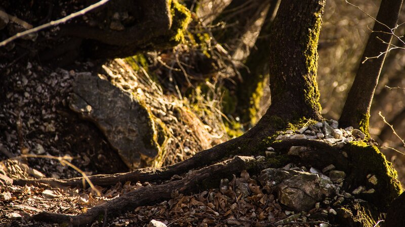 Moss-covered roots in forest