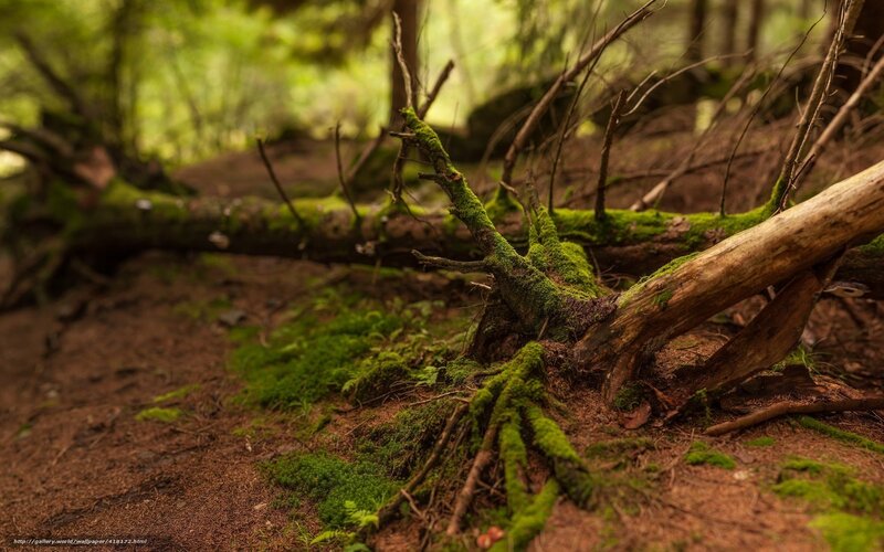 Moss-covered Roots in Forest — Green, Serene