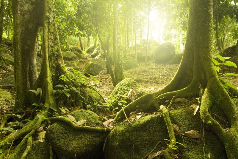 Moss-covered Roots in Forest — Green